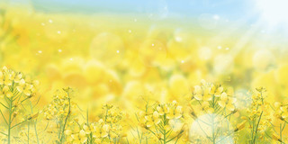 黄色卡通油菜花背景GIF动态图